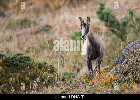 Chamois (Rupicapra rupicapra), fauve, vallée de Stubai, dans le Tyrol, Autriche Banque D'Images