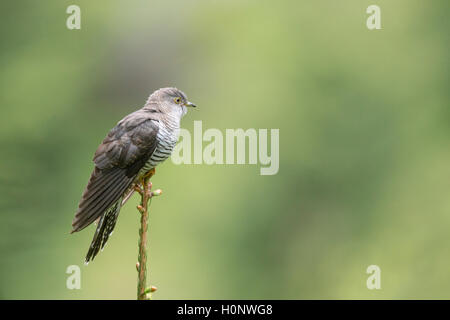 (Cuculus canorus Cuckoo), perché sur un arbre haut, vallée de Stubai, dans le Tyrol, Autriche Banque D'Images