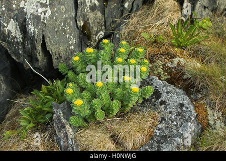 (Goldmoss stonecrop Sedum acre), Tundra, Fjäll, Norvège du Nord, Norvège, Scandinavie Banque D'Images