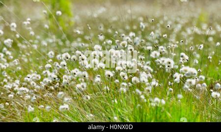 Tussock linaigrettes (Eriophorum vaginatum), Grundbeckenmoor, Nicklheim, hautes-alpes Bavière, Allemagne Banque D'Images