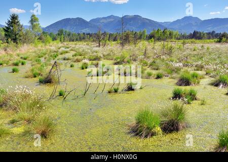 Tussock linaigrettes (Eriophorum vaginatum) dans l'étang de lande avec les pins morts et de mousse de tourbe (Spagunm Grundbeckenmoor sp.), Banque D'Images