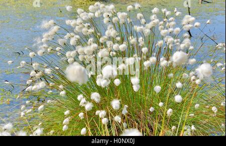 Tussock linaigrettes (Eriophorum vaginatum), Grundbeckenmoor, Nicklheim, hautes-alpes, Bavière, Allemagne Banque D'Images