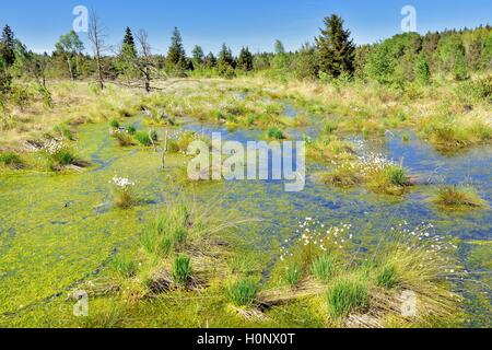 Tussock linaigrettes (Eriophorum vaginatum)avec les pins morts et de mousse de tourbe (Spagunm Grundbeckenmoor sp.), hautes-alpes, Nicklheim, Banque D'Images