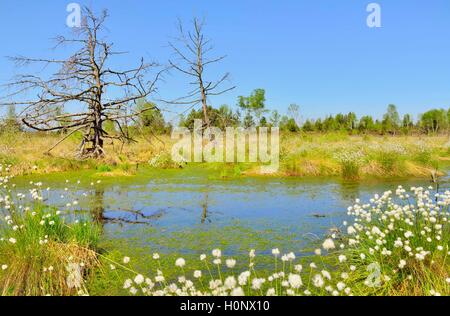 Les pins morts (Pinus sylvestris) et la linaigrette à buttes (Eriophorum vaginatum) dans la tourbière humide avec la mousse de tourbe (Sphagum sp.) Banque D'Images