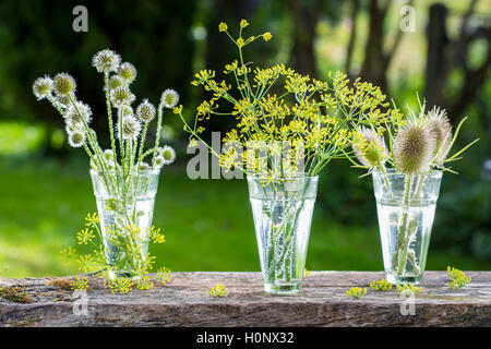 Chardons sauvages (Dipsacus fullonum), de petits chardons (Dipsacus pilosus) et de fenouil (Foeniculum vulgare) fleurs dans les verres, Allemagne Banque D'Images