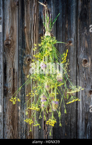 Chardons sauvages (Dipsacus fullonum) et de fenouil (Foeniculum vulgare) fleurs en face de mur en bois, Allemagne Banque D'Images