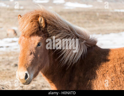 Brown, cheval islandais Icelandic Horse Race (Equus islandicus), portrait, Région du Sud, Islande Banque D'Images