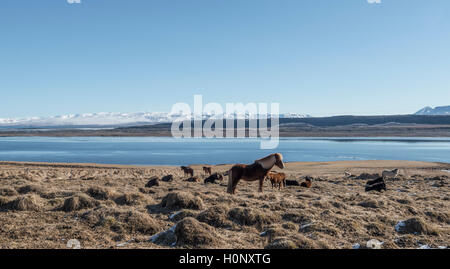 Brown Chevaux Islandais, paysage, cheval islandais (Equus islandicus), Région du Sud, Islande Banque D'Images