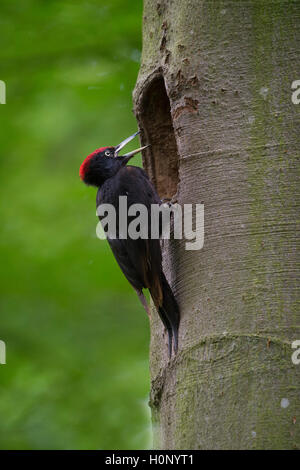 Pic noir (Dryocopus martius) dans les trous, Wittlich, Rhénanie-Palatinat, Allemagne Banque D'Images