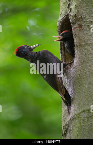 Pic noir (Dryocopus martius) à l'orifice de ponte, avec de jeunes oiseaux, Wittlich, Rhénanie-Palatinat, Allemagne Banque D'Images