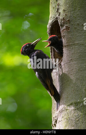 Pic noir (Dryocopus martius) à l'orifice de ponte, avec de jeunes oiseaux, Wittlich, Rhénanie-Palatinat, Allemagne Banque D'Images