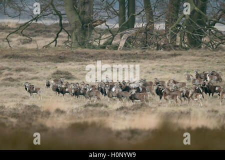 Mouflons européens / Europäisches Muffelwild ( Ovis orientalis musimon ), l'ensemble du cheptel, sur les prairies sèches en hiver. Banque D'Images