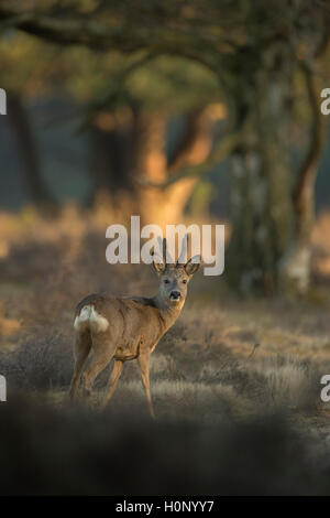 Roe Deer / Reh ( Capreolus capreolus ), strong buck dans le velours, la repousse des bois, à la lisière d'une forêt, tôt le matin. Banque D'Images