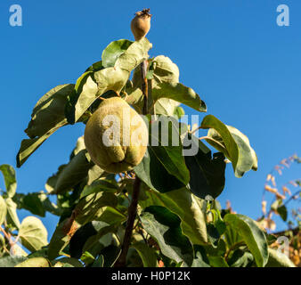 Le feuillage de coing et de mûrissement des fruits. Kit est le seul membre du genre Prunus de la famille des Rosaceae Banque D'Images