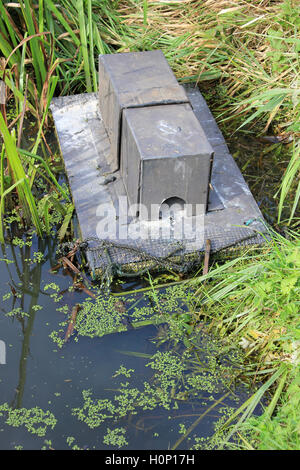 Surveillance de vison dans un radeau à Roselière Marais Malltraeth réserve RSPB, au Pays de Galles Banque D'Images