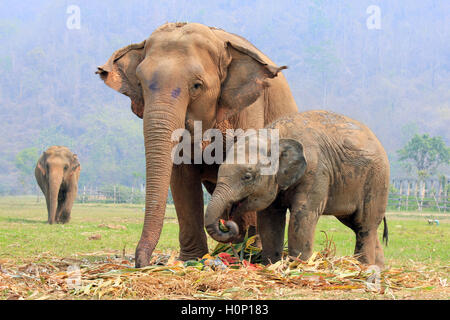 Famille d'éléphants au Parc Nature de l'éléphant, en Thaïlande Banque D'Images