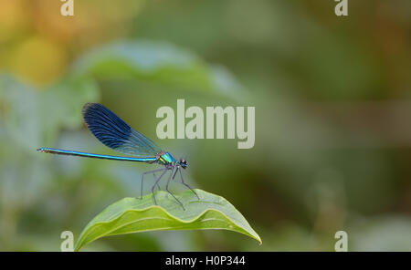 Coenagrionidae bleu libellule en forêt Banque D'Images