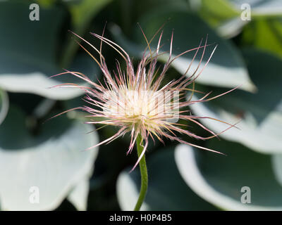 Pasque flower seedhead Banque D'Images