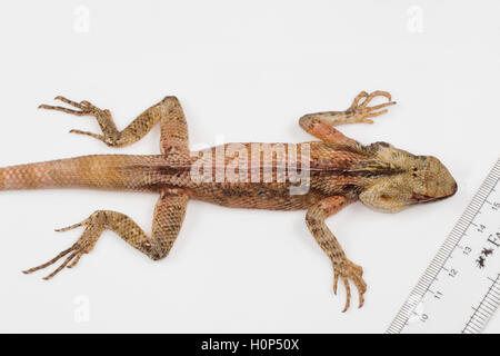 Jardin oriental, lézard Calotes versicolor. Ponducherry, Inde Dragon lizard trouvé largement distribué en Asie. Banque D'Images