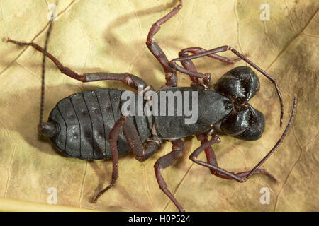 Queue fouet scorpion, labochirus kengiri sp, Bangalore, Karnataka. venigron appelé comme ils pulvérisent veniger de leur bout de queue Banque D'Images