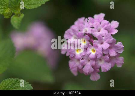 Lantana camara flowering plant BCN, Bangalore, Karnataka. Banque D'Images