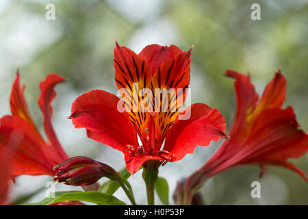 L'Alstroemeria aurea, Peruvian lily, Kodaikanal, Tamil Nadu. Banque D'Images