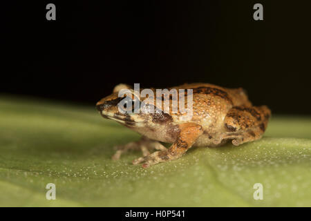 Petite grenouille de brousse, Raorchestes dubois Kodaikanal, Tamil Nadu. Les races dans les moussons et les grenouille éclosent des oeufs. Famille: Rhacophoridae UICN : vulnérable Banque D'Images