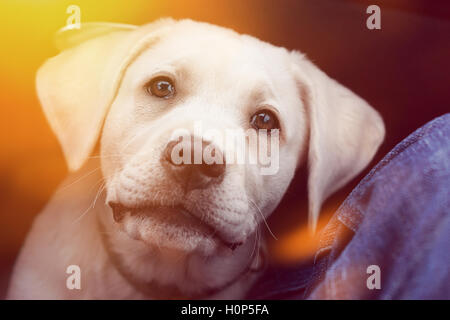 Mignon petit labrador retriever dog puppy ressemble très doux Banque D'Images