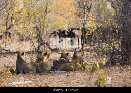 Quatre lionnes regardent le troupeau de buffle (Syncerus caffer) passent à proximité Banque D'Images