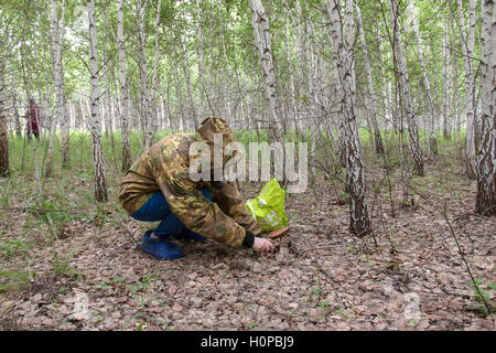 Les ramasseurs de champignons ramasser des champignons dans la forêt de bouleaux Banque D'Images