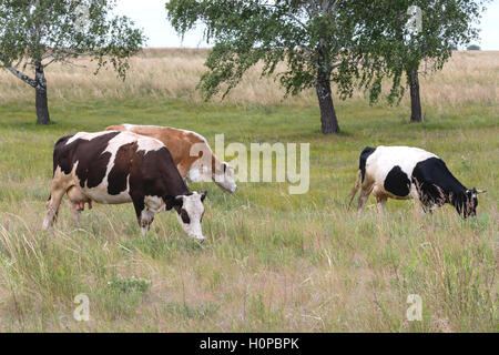 Trois vaches mangent de l'herbe dans un pré près de la birch Banque D'Images