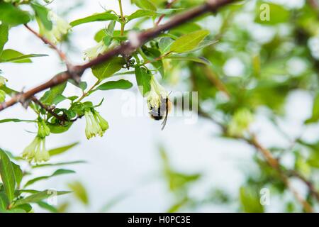 Abeille sur une fleur blanche de la floraison des cerisiers. Banque D'Images