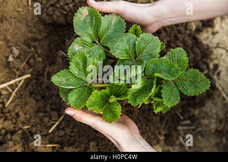Femme mains tenant la fraise au jardin Banque D'Images