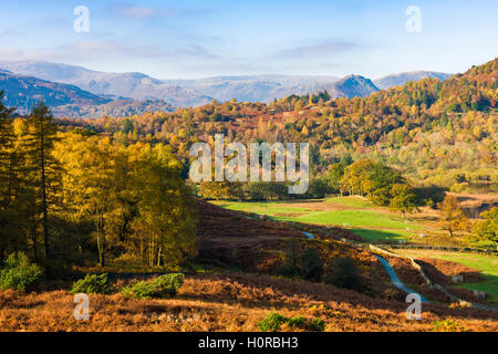 Le versant nord de Loughrigg est tombé à la mousse vers le blanc commun. Parc National de Lake District. La région de Cumbria. L'Angleterre. Banque D'Images