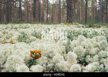 Forêt de conifères, l'arrière-plan. Lichen Cladonia rangiferina ou renne. Selective focus Banque D'Images