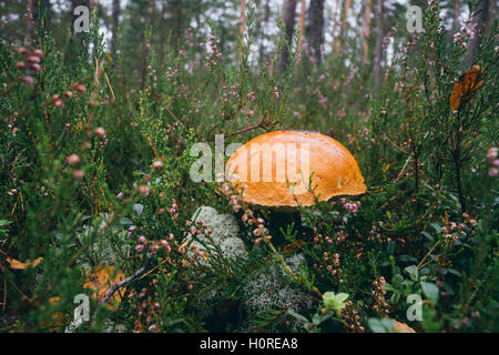 Libre sur l'orange-cap boletus de plus en forêt, selective focus Banque D'Images