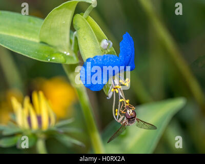 Hoverflies, parfois appelées mouches de fleurs, ou des syrphes, composent la famille des Syrphidae Banque D'Images