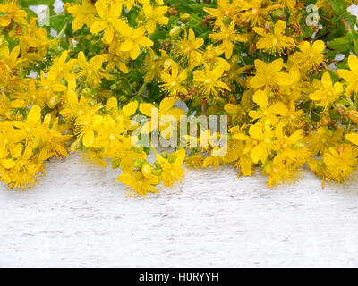 Tutsan fleurs jaunes sur le fond blanc Banque D'Images