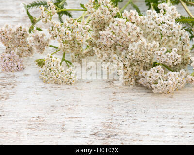 L'Achillea millefolium fleurs tas sur le fond blanc peint rugueux Banque D'Images