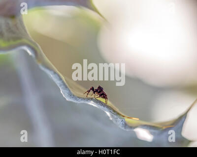 Phidippus audax est une araignée sauteuse commun d'Amérique du Nord. Il est communément appelé l'audace de la famille des gradungulidae, ou bold ju Banque D'Images