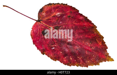 Red dead leaf de l'érable à feuilles de frêne (Acer negundo, fort ancien, boxelder érable, frêne, érable à feuilles de frêne érable) isolated on white Banque D'Images