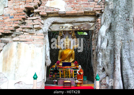 Unseen Thaïlande,ruines du vieux temple avec une racine d'arbre Bodhi,chanté,temple Katea Sala Daeng, Muang, Angthong, Thaïlande Banque D'Images