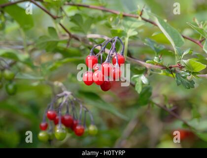 Les baies de l'arbuste Solanum dulcamara morelle ou ligneuse ou belladone ou amère. Banque D'Images