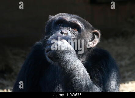 Les mâles matures pensif chimpanzé (Pan troglodytes), conscient des yeux Banque D'Images