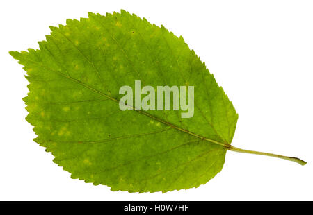 Vert feuille d'érable à feuilles de frêne (Acer negundo, fort ancien, boxelder érable, frêne, érable à feuilles de frêne érable) isolé sur bac blanc Banque D'Images