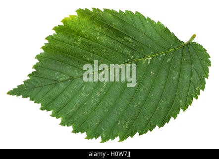 Des feuilles fraîches de l'orme (Ulmus laevis, l'orme, de l'orme, l'épandage, l'orme orme majestueux, fédération de l'orme) isolé sur w Banque D'Images