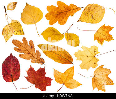 Collage à partir de diverses feuilles d'automne isolé sur fond blanc Banque D'Images
