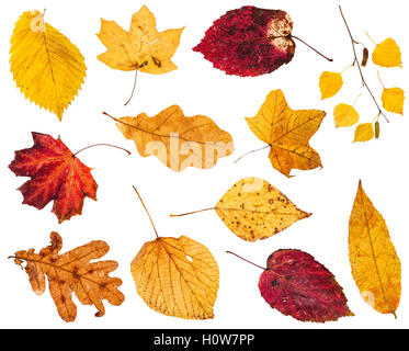 Collage à partir de diverses feuilles d'automne jaune et rouge isolé sur fond blanc Banque D'Images
