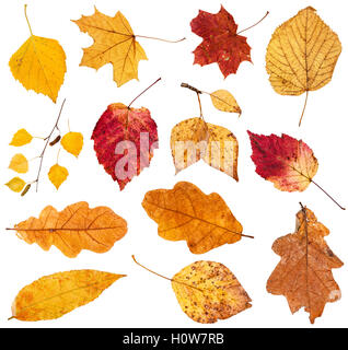 Collage à partir de diverses feuilles tombées isolé sur fond blanc Banque D'Images