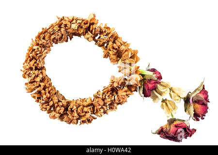 Jasmine garland sec isolé sur fond blanc et clipping path Banque D'Images